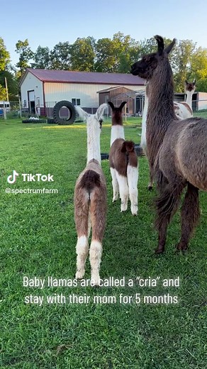 Llama 101: Fascinating Facts About Llamas