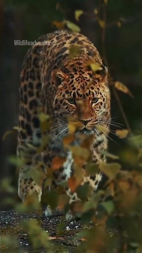 Angry Leopard walking in forest #leopard