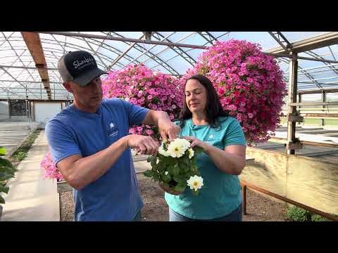 Everything You Need to Know About Dahlias! 🌸 Care, Feeding, Staking & Overwintering