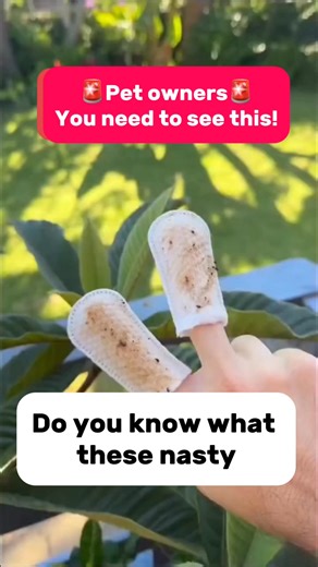 Over 80% of all dogs develop dental problems by the age of 3 – and most owners have no idea... 🦷 Bleeding gums? Bad breath? Trouble chewing? These can be signs of gum inflammation – which, without proper care, can lead to tooth loss, infections, and even organ disease 🦠 But the best part? You can stop it before it even starts! 🐶 FreshWipes are gentle dental wipes that completely replace the toothbrush. Developed to remove plaque, freshen breath, and prevent dental disease – in just seconds 🌟