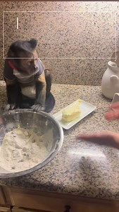 Making cookies with a monkey 🍪 🧑‍🍳 #explorepage #viral #monkey #dexthemonkey #instareels #reelsofinstagram #fyp #animallovers #cookies | Dexthemonkey