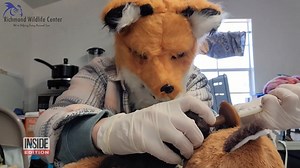49K views · 1.1K reactions | A woman in a giant fox head fed an orphaned baby fox. Although it may look silly, the staff at Richmond Wildlife Center say it's saving the baby fox’s life. “When they are first opening their eyes we don't want the first thing they see in this world to be a human,” says Richmond Wildlife Center founder Melissa Stanley. | Inside Edition | Facebook