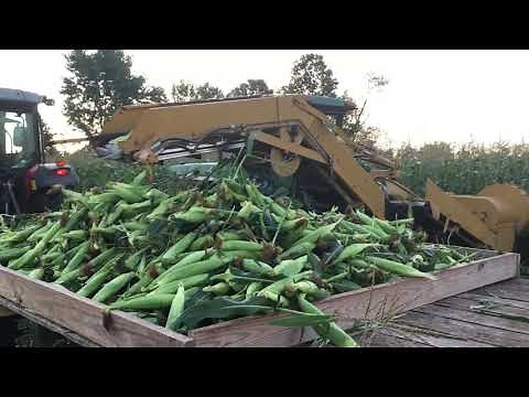 Sweet Corn Video from Farm to Table