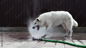 A white swiss shepherd plays with a stream of water from a hose on a hot summer day in slow motion. A beautiful playful wet white dog escapes from the heat. Pets concept