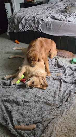 Does your dog 'corn cob' things?! While I don't believe there is any official terminology, 'corn cobbing' is when a dog uses their front teeth to nibble as a sign of affection or anxiety. You may see them do this with their toys & blankets, other animals, or even humans! For the most part it is harmless and can be soothing for them, but if other distressed behaviors accompany 'corn cobbing' or it turns really rough, this might be stemming from some sort of anxiety. Ryder only does this during pl