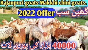 62 reactions | Betal Nagra bakriyan rajanpuri block Makkhi chini bakriyan قیمت 40000// کےحساب سے رابط نمبر 03167478083/21/11/2022/03487174265/ سونی والی بڑی بکریاں گبھن 40بکریاں | Muhammad Sajawal Goat Farm | Facebook