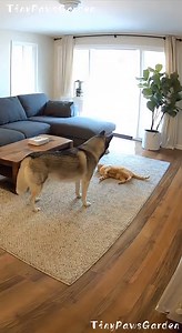 419K views · 6.7K reactions | Cat’s Drama Over Nothing!”   100 %...