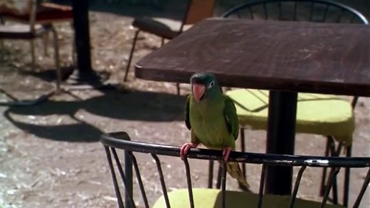 PAULIE 1998