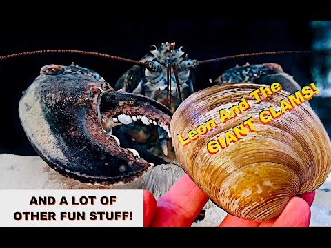 Leon And The Giant Clams