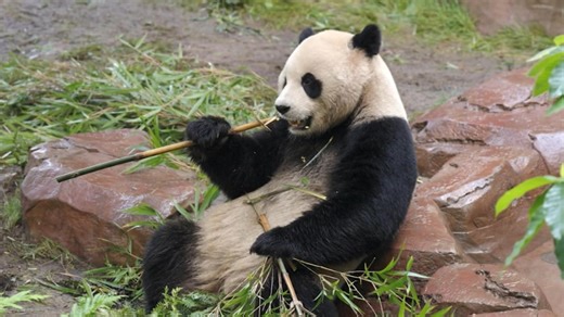 Giant pandas at San Diego Zoo get ready for their debut