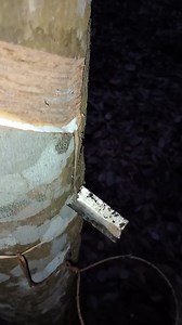 Rubber Wood Tapping satisfying rubberfarming. #woodworking #rubbertapping #woodcutting #reelfypfyp #fbreelsfypシviralシ | Tree # wood