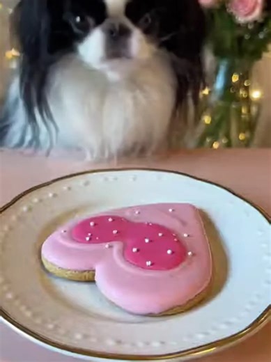 Cutest Valentine’s Day Snack Ever? Japanese Chin Edition 🐶🍪 This adorable Japanese Chin is celebrating Valentine’s Day in the sweetest way possible — by munching on a heart-shaped Valentine’s cookie! ❤️🐾 Watch this cute little dog enjoy a festive treat in this wholesome and funny YouTube Short from Animal Divas. Perfect for dog lovers, Valentine’s Day fans, and anyone who loves cute pet videos! If you love funny dog shorts, cute small dogs, and Valentine’s Day pet moments, this one will melt 
