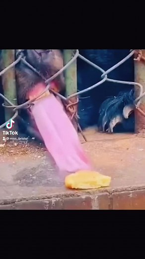 Captivating Bear Feeding Experience in Outdoor Enclosure