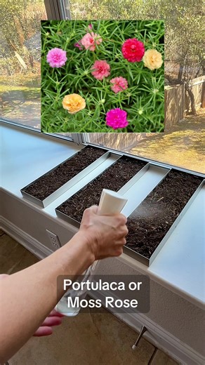 Growing 10,000 Colorful Moss Roses from Seeds