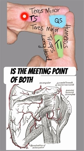 Triangular spaces of Muscle #neetpg #mbbs #fmge #inicet
