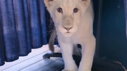 Luna偷袭饲养员：饲养员说随着成长，Luna无师自通地展现出了她的狮子狩猎天赋，虽然知道他们不会被放归野外了，但是看到Luna这么聪明还是为她感到骄傲