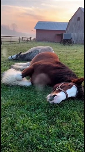 What happened to these Amish horses?