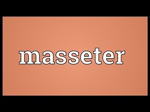 Masseter Meaning