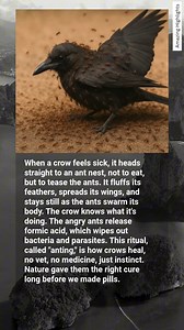 91K views · 254 reactions | Why Do Crows Let ANGRY Ants Crawl All Over Them? The Answer Is GENIUS.  | The World You Never Knew | Facebook