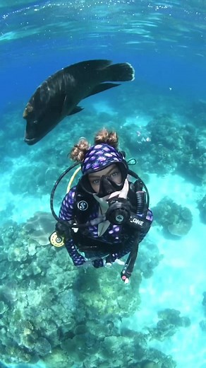 Dancing with the fish, because life is too short to dance alone! 🐠🎶 🎥: @dive_down_under | SDI - Scuba Diving International