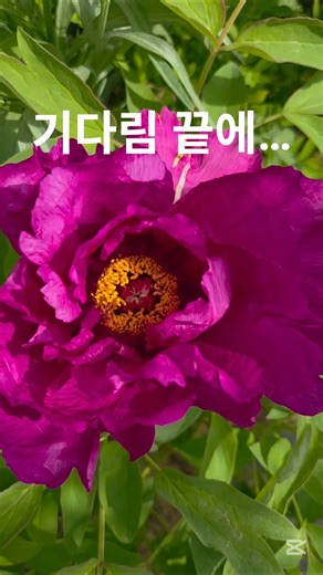 모란이 피기까지...#목단 #모란이피기까지는 #김영랑 #봄꽃 #꽃타임랩스 #감성쇼츠 #힐링영상 #꽃영상 #한국시 #자연감성 #garden #shorts