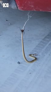 4.8K views · 21 reactions | Baby eastern brown snake fighting red back spider under car in Australia #snake | Toxicity Animals | Facebook