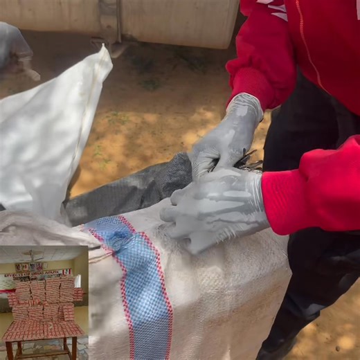30K views · 905 reactions | English Version : NDLEA's Zaria-Kano Road patrol team of Kano State Strategic Command makes major bust, seizing over 100,000 Tramadol tablets hidden in a trailer near Gadar Tamburawa! Watch as our operatives uncover the illicit consignment. Testing the mic… #NDLEA #kano #DrugFreeSociety | Sadiq Muhammad | Facebook