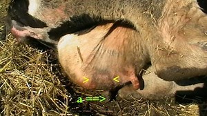 Mastitis in dairy cattle - Alchetron, the free social encyclopedia