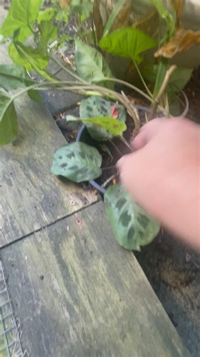 Animals/squirrels are raiding my garden梁… #animals #squirrels | Rose Orlina | Facebook