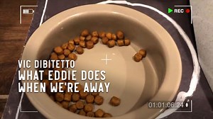 918 reactions · 53 shares | What Eddie does when we're away | Vic DiBitetto | Facebook