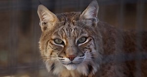 IDNR proposes bobcat hunting, trapping season