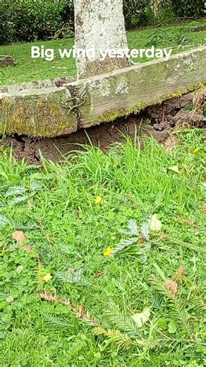 Tania Akehurst Artist | Big winds came through yesterday, but before that happened our transformer blew up. | Instagram