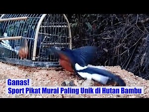 Ganas! Sport Pikat Murai Paling Unik di Hutan Bambu