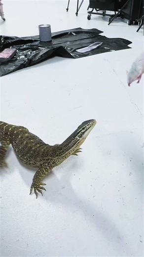 Feeding Time for Sypro the Monitor Lizard | Exotic Pet Care