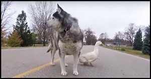 An Unusual Friendship Between A Duck And A Dog Suprised A Small Town In Minnesota, And Now It's Going Viral