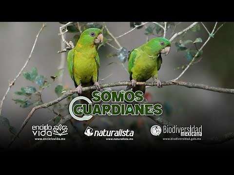 Perico mexicano
