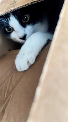 MIGUEL | CAT INFLUENCER on Instagram: "HOJE É 2/2, corre que tem muita promoção 🎉 Sim, mores , fiz algumas comprinhas na @shopee_br e vou deixar os ID aqui em baixo, ou comenta QUERO que eu te mando também. KIT BANHEIRO OU ID: AVE-UAP-DXM KIT COZINHA OU ID: BMQ-KVA-LFZ KIT POTES DE VIDRO ID: BZH-JEH-FWT Beijos de luz 🐱 🐶 #publi #AcheiNaShopee #ShopeeCreator"