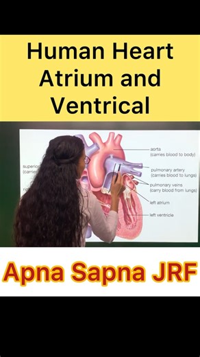 Right atrium and Ventricle of Human Heart