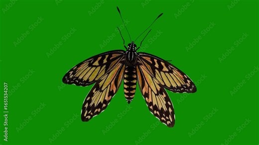 3D animation of a yellow butterfly isolated on a green screen background. The butterfly hovers in place with gentle wing movements, creating a floating effect. Perfect for chroma key, compositing, nat