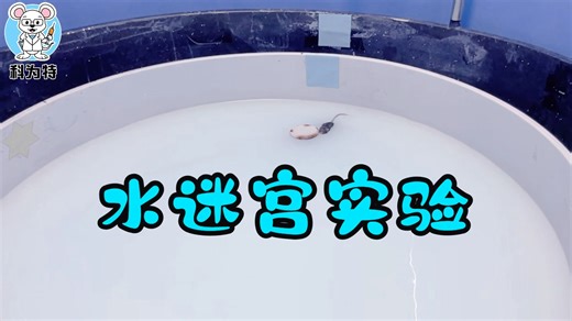 小鼠水迷宫行为学实验