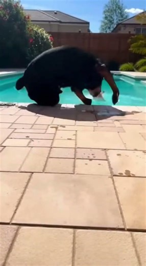 rottweiler chihuahua funny #chihuahua #funny #rottweiler