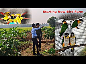 New Exotic Bird Breeding Farm | Conure Breeding Progress