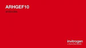 ARHGEF10 antibodies from Thermo Fisher Scientific