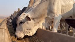 feedlot intensive production system beef cattle
