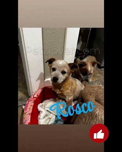🐾 Australian Red Heeler Puppies – 9 Weeks Old