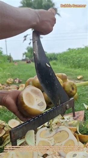 Découpe d'un fruit de palmier à sucre à l'aide d'une lame traditionnelle