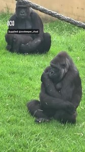 A baby gorilla has been born without complication at Mogo Wildlife Park, two years after the traumatic birth of its older brother. The new gorilla is now on public display for the first time with its family. Zookeepers say they are waiting to discover the gender of the baby before deciding on a name. Vision supplied by Zookeeper Chad Read more here: https://www.abc.net.au/news/2025-02-18/mogo-wildlife-park-baby-gorilla-kaius-sibling/104950560 | ABC Sydney