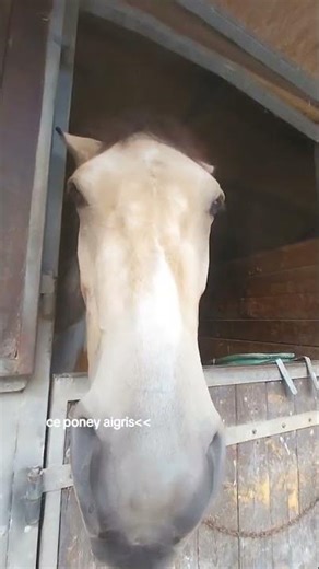 Kismi devient AIGRIE 😳🐴 | When your horse refuses to work 😅