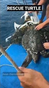 RESCUE TURTLE #shorts #animals #sea #wild