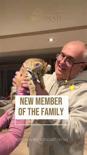 SAVANNAH CAT on Instagram: "Create new traditions together. 🐾 Family begins with love... and with Savannah. • • • #savannah #catlovers #luxurypets #savannahcalifornia"